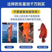 东星斑特点正确的是哪一项