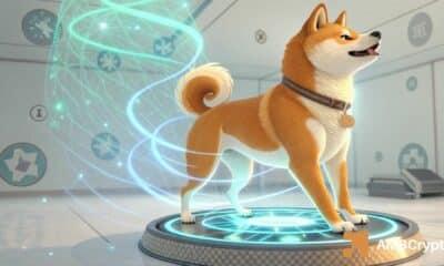 24小时内烧毁3500万只柴犬——柴犬准备好越狱了吗