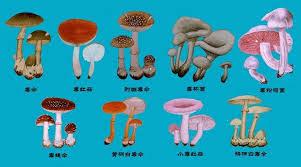 PEAK如何分辨蘑菇有无毒性