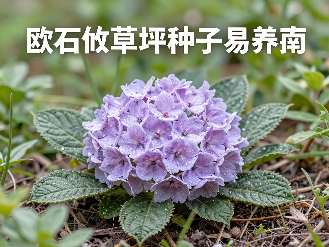 欧石竹草坪种子易养指南